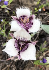 Calochortus elegans nanus