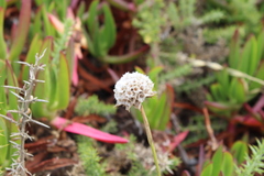 Armeria pseudarmeria