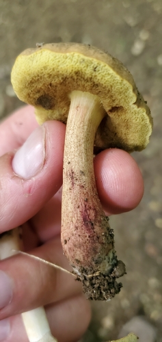 Auksakotis švelniabaravykis nuotrauka