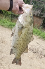 Morone chrysops × saxatilis