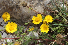 Anacyclus radiatus