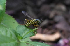 Spilomyia interrupta
