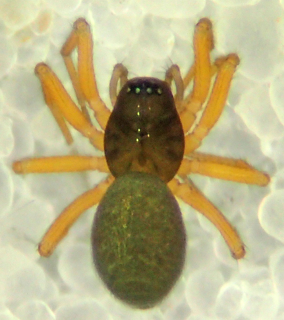 Spirembolus spirotubus
