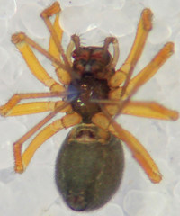 Spirembolus