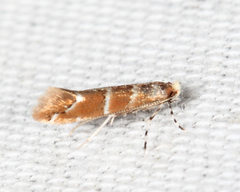 Cameraria hamameliella