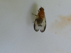 Minettia inusta