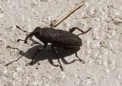 Sphenophorus parvulus