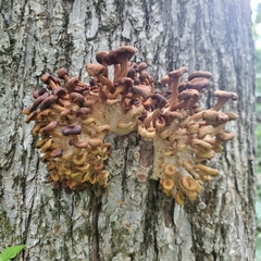 Pleurotus citrinopileatus