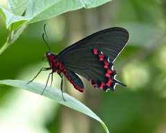 Parides bunichus