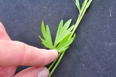 Ranunculus occidentalis