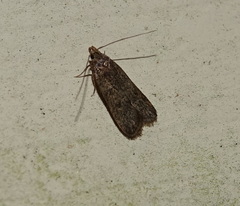 Dichomeris punctipennella