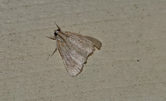 Glaphyria sesquistrialis