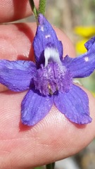 Delphinium hesperium