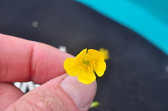 Ranunculus occidentalis