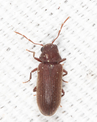 Hemicoelus pusillus