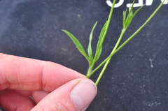 Ranunculus occidentalis