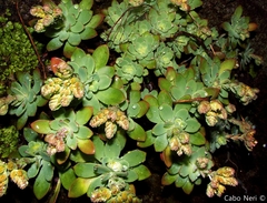 Sedum palmeri