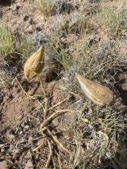 Asclepias involucrata