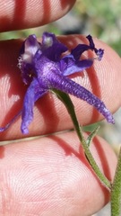 Delphinium hesperium