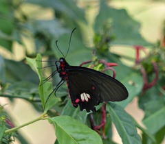 Parides anchises nephalion