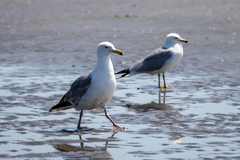 Larus argentatus
