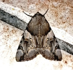Catocala fulminea