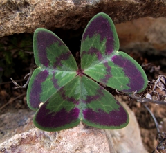 Oxalis