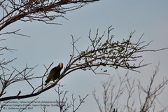 Amazona xantholora