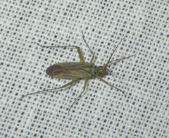 Oncotylus viridiflavus
