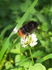 Bombus lapidarius
