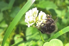 Bombus lapidarius
