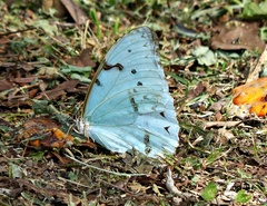 Morpho epistrophus titei