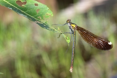 Calopteryx aequabilis