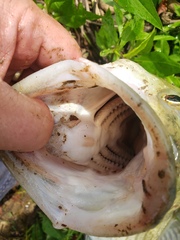 Morone chrysops × saxatilis