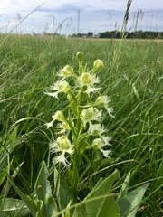 Platanthera praeclara