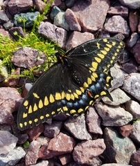 Papilio brevicauda
