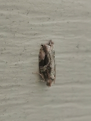 Proteoteras crescentana