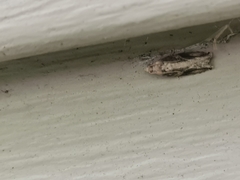 Proteoteras crescentana