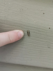 Proteoteras crescentana