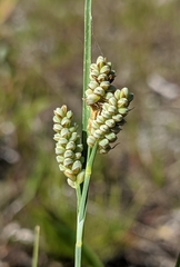 Carex garberi