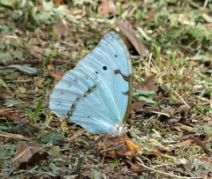 Morpho epistrophus titei