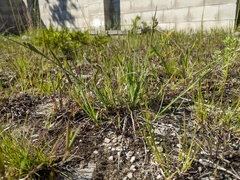 Carex garberi