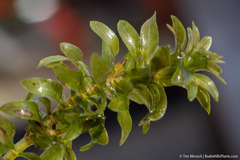 Elodea canadensis