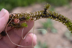 Elodea canadensis