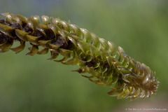 Elodea canadensis