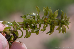 Elodea canadensis