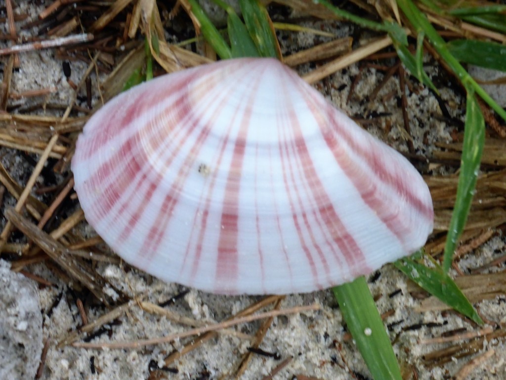 Tellinella cruciata