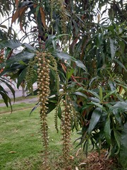 Escallonia pendula