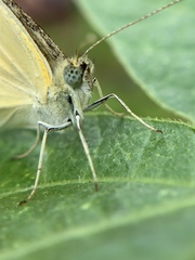 Pieris rapae
