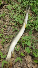 Lepisosteus platostomus